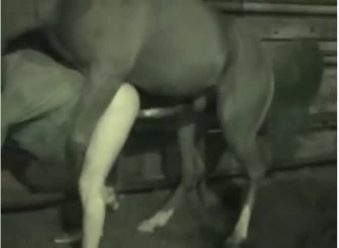Video: Late night farm sex with horse and whore